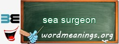 WordMeaning blackboard for sea surgeon